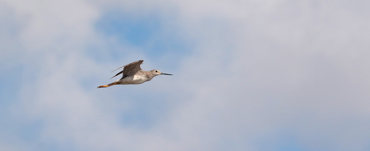 Lesser Yellowlegs